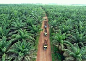 Kementerian Pertanian Dorong Percepatan Sistem Sertifikasi Perkebunan Kelapa Sawit ISPO Melalui E-STBD