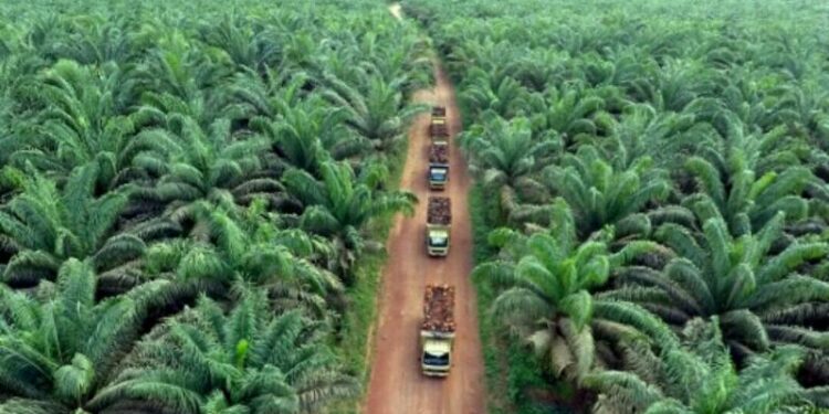 Kementerian Pertanian Dorong Percepatan Sistem Sertifikasi Perkebunan Kelapa Sawit ISPO Melalui E-STBD