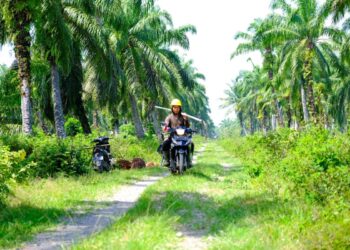 Wilmar Targetkan 11.700 Petani Swadaya Raih Sertifikasi ISPO
