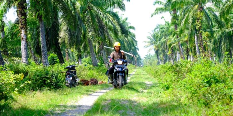 Wilmar Targetkan 11.700 Petani Swadaya Raih Sertifikasi ISPO
