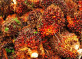 Harga Sawit Sumbar Turun, Tertinggi RpRp3.435 per Kg