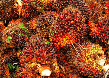 Harga Sawit Sumbar Turun, Tertinggi RpRp3.435 per Kg