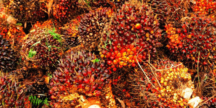 Harga Sawit Sumbar Turun, Tertinggi RpRp3.435 per Kg