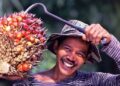 Petani Sumrigah, Harga TBS Sumut Alami Peningkatan