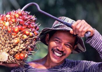 Petani Sumrigah, Harga TBS Sumut Alami Peningkatan