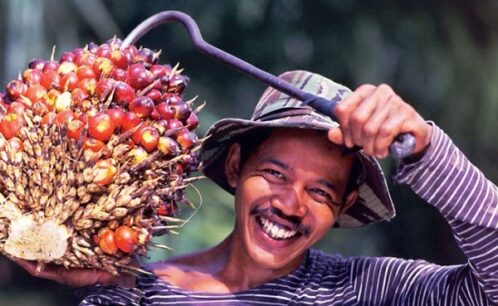 Petani Sumrigah, Harga TBS Sumut Alami Peningkatan