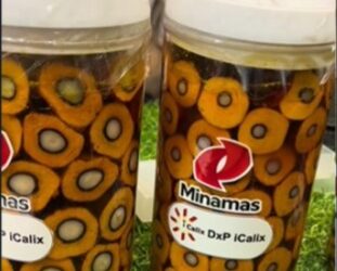 PT Aneka Sawit Lestari Perkenalkan Benih Unggul Sawit DxP iCalix, Ini Keunggulannya