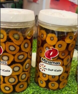 PT Aneka Sawit Lestari Perkenalkan Benih Unggul Sawit DxP iCalix, Ini Keunggulannya