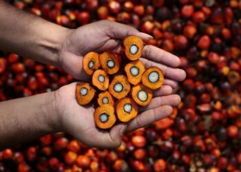 Harga Referensi CPO Mei 2025 Turun 3,86 Persen