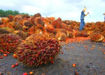 Kemenperin Pacu Hilirisasi Produk Sawit Beta Karoten