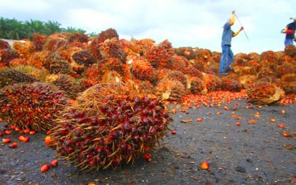 Kemenperin Pacu Hilirisasi Produk Sawit Beta Karoten
