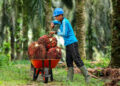 Serangga Punya Peran Penting dalam Kesehatan Perkebunan Sawit
