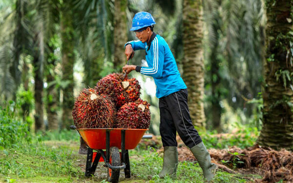 Serangga Punya Peran Penting dalam Kesehatan Perkebunan Sawit