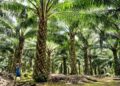 Laba Bersih ANJ Tumbuh 251,9 Persen di Kuartal I 2025