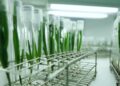 Astra Agro Perkuat Produktivitas Sawit Lewat Teknologi dan Riset Terpadu