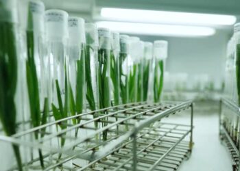 Astra Agro Perkuat Produktivitas Sawit Lewat Teknologi dan Riset Terpadu