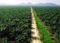 Minamas Plantation Bangun Kebun Plasma 330 Hektar di Kotabaru Kalsel