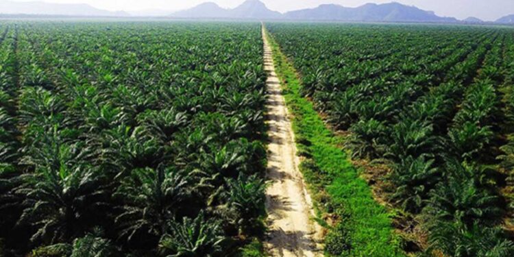 Minamas Plantation Bangun Kebun Plasma 330 Hektar di Kotabaru Kalsel