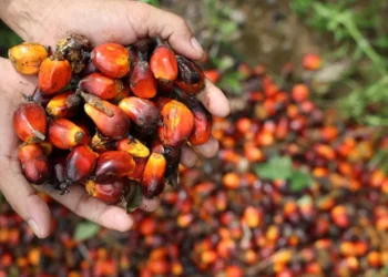 Amerika Serikat Sepakat Bebaskan Tarif Produk Kelapa Sawit RI
