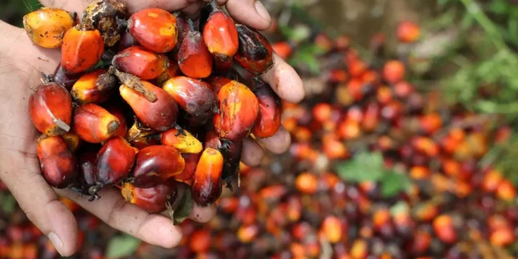 Amerika Serikat Sepakat Bebaskan Tarif Produk Kelapa Sawit RI
