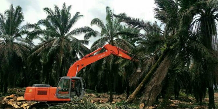 BPDP Telah Salurkan Dana Peremajaan Sawit Rakyat Rp12,87 Triliun