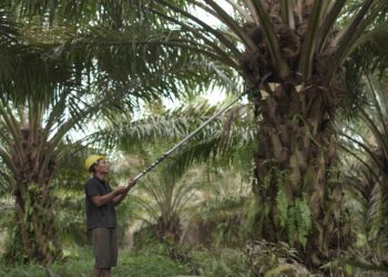 Kementan Perkuat ISPO, Fokuskan Industrialisasi Sawit Berkelanjutan