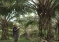 Genjot Hilirisasi, Sawit Jadi ‘Miracle Crop’ Andalan RI di Pasar Global