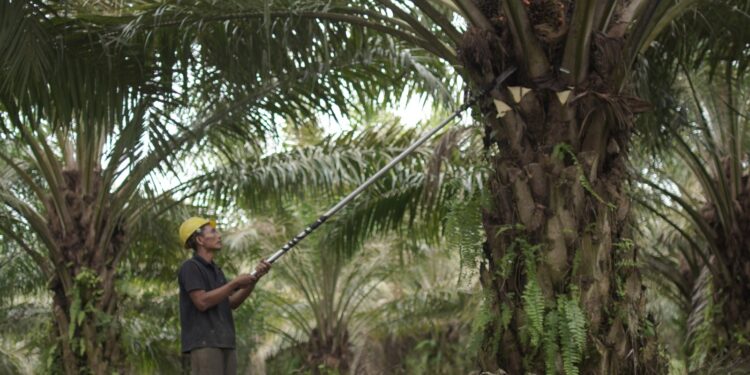 Genjot Hilirisasi, Sawit Jadi ‘Miracle Crop’ Andalan RI di Pasar Global