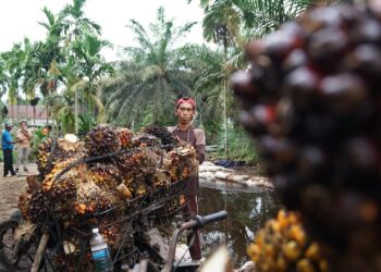 Kementan Perkuat ISPO, Fokuskan Industrialisasi Sawit Berkelanjutan