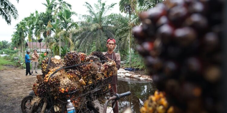 Kementan Perkuat ISPO, Fokuskan Industrialisasi Sawit Berkelanjutan