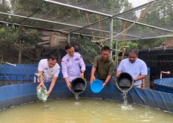 Sinar Mas Dorong Kemandirian Desa Lewat Budidaya Lele Berbasis Teknologi
