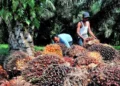Menopang 8 Juta Tenaga Kerja, Industri Sawit Hadapi Ancaman Regulasi Anti Deforestasi Uni Eropa