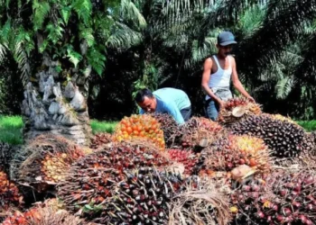 Menopang 8 Juta Tenaga Kerja, Industri Sawit Hadapi Ancaman Regulasi Anti Deforestasi Uni Eropa