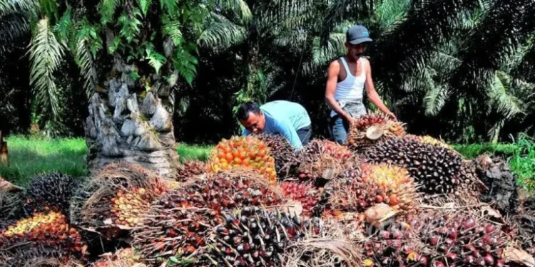Menopang 8 Juta Tenaga Kerja, Industri Sawit Hadapi Ancaman Regulasi Anti Deforestasi Uni Eropa