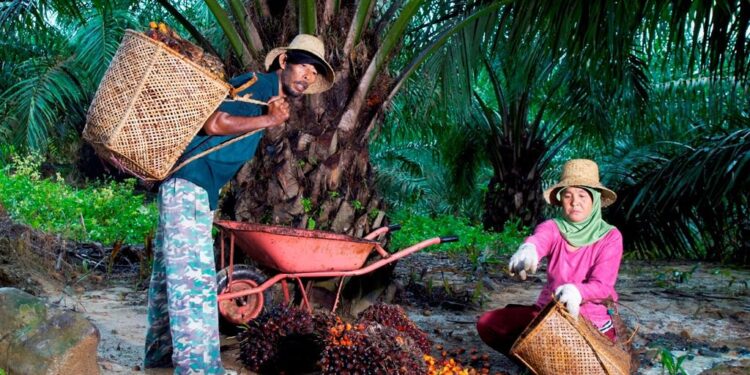 Kado Hari Krida Pertanian, PalmCo Serap 1,34 Juta Ton TBS dari Perkebunan Rakyat