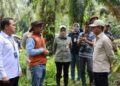 Wamenko Pangan Tinjau Integrasi Sapi-Sawit di Tanah Bumbu, Dinilai Mampu Kurangi Impor Daging