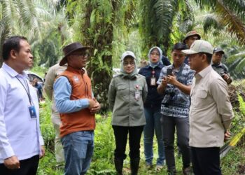 Wamenko Pangan Tinjau Integrasi Sapi-Sawit di Tanah Bumbu, Dinilai Mampu Kurangi Impor Daging