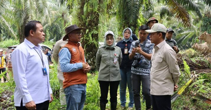 Wamenko Pangan Tinjau Integrasi Sapi-Sawit di Tanah Bumbu, Dinilai Mampu Kurangi Impor Daging