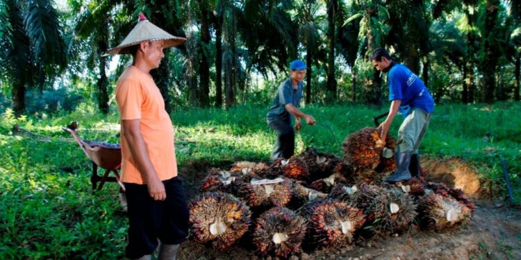 Harga Sawit Sempat Tertekan, PTPN IV PalmCo Jaga Serapan TBS Petani Sesuai Aturan