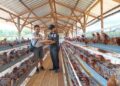 PT Tapian Nadenggan Dorong Budidaya Ayam Petelur Perkuat Ketahanan Pangan