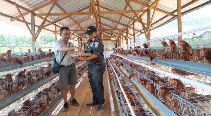 PT Tapian Nadenggan Dorong Budidaya Ayam Petelur Perkuat Ketahanan Pangan