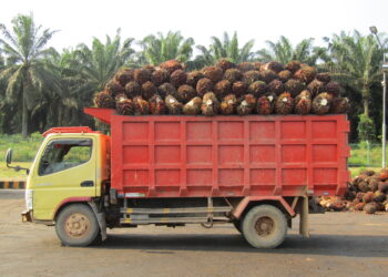 Semester I 2026, DSNG Catat Laba Bersih Rp985,88 Miliar