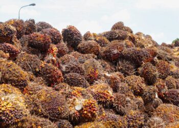 Harga Referensi CPO Agustus Turun Jadi USD 996,52 per Ton
