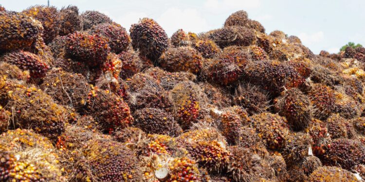 Harga Referensi CPO Agustus Turun Jadi USD 996,52 per Ton