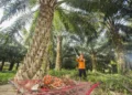 PTPN Group Catat Penjualan Rp 29,1 Triliun di Semester I 2026