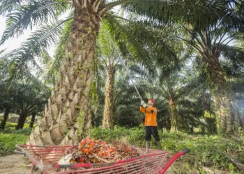 PTPN Group Catat Penjualan Rp 29,1 Triliun di Semester I 2026