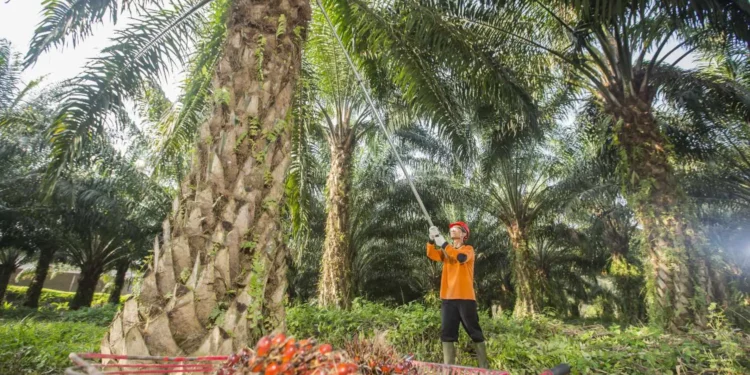 PTPN Group Catat Penjualan Rp 29,1 Triliun di Semester I 2026