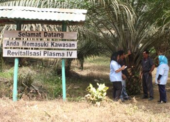 Serap 2,09 Juta Ton TBS, PTPN IV Dorong Kemitraan Sawit Rakyat Naik Kelas