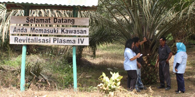 Serap 2,09 Juta Ton TBS, PTPN IV Dorong Kemitraan Sawit Rakyat Naik Kelas