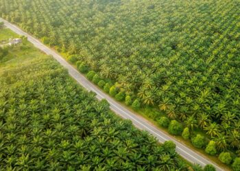Tekan Pencurian Sawit, PTPN IV Perkuat Kepedulian Masyarakat dan Pengamanan
